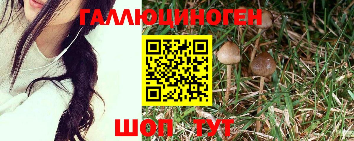 Галлюциногенные грибы Psilocybine cubensis  Вход с VPN  Бийск 